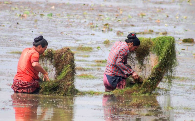 माछा मार्दै थारु समुदायको महिला