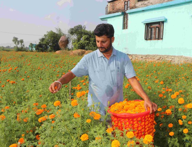 बाणगंगा भक्तौलीका युवा नारायणको सफल फूल खेती