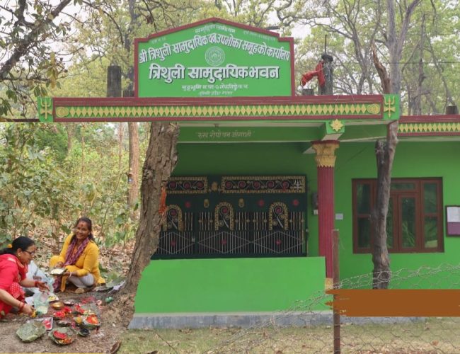 वन देविको पूजा गरी रुख कटान सुरु