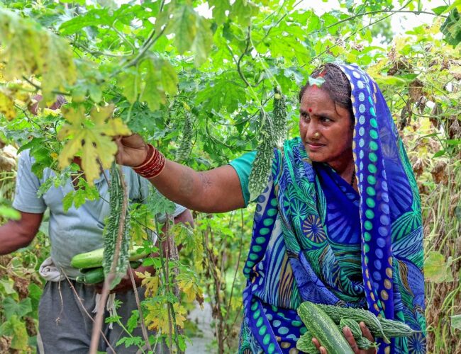 पानी भन्दा सस्तो मूल्यमा तरकारी,न्यून मूल्यको मारले  कपिलवस्तुका कृषक निरास
