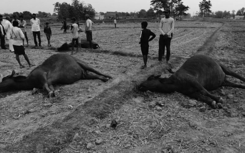 कपिलवस्तुमा अचम्मको घटना : खेतमा चर्दै गर्दा एक्कासी मरे ६ वटा भैँसी